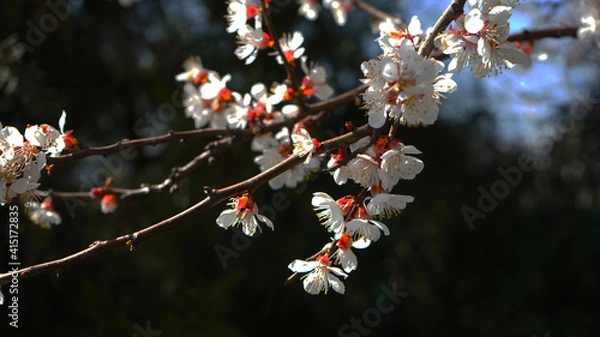 Obraz christmas tree with red berries