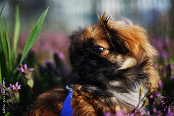 Obraz dog with flower