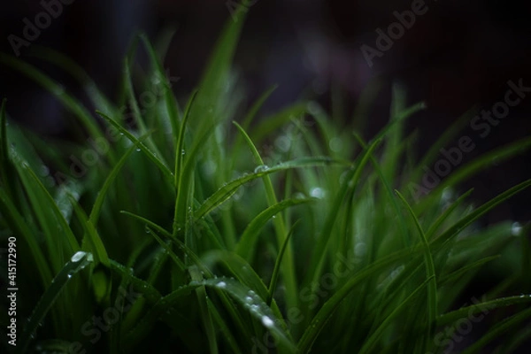 Obraz grass and dew