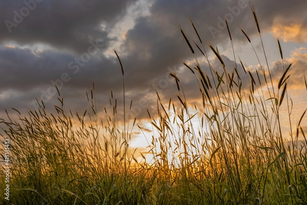 Fototapeta swaying grain grass at sunset with dramatic  sky