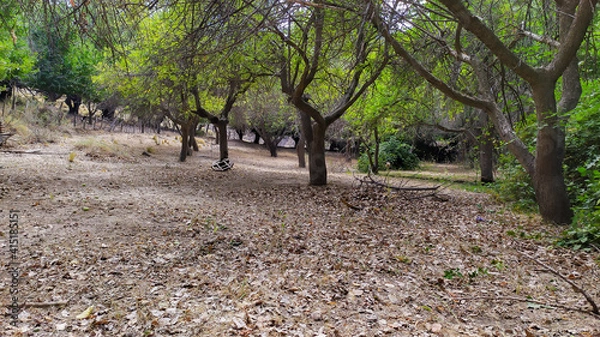 Obraz trees in the park