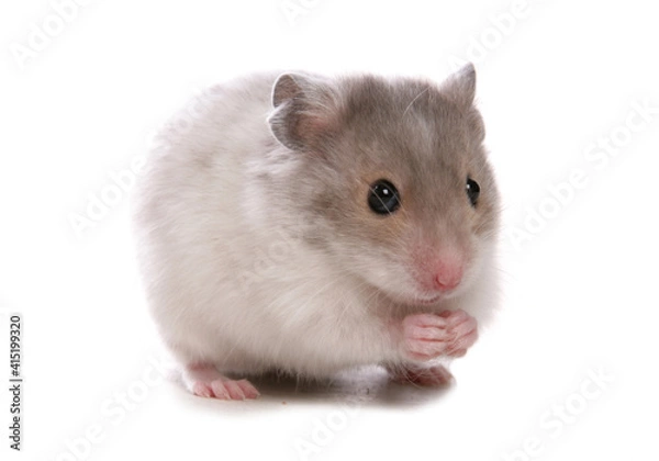 Obraz Syrian Hamster