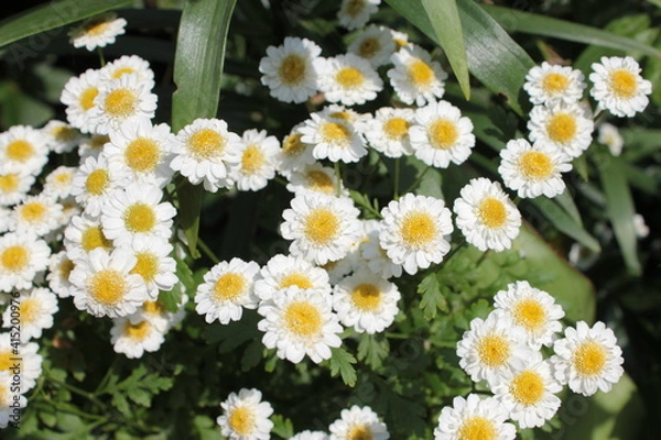 Fototapeta A small white chamomile in a summer flower bed.