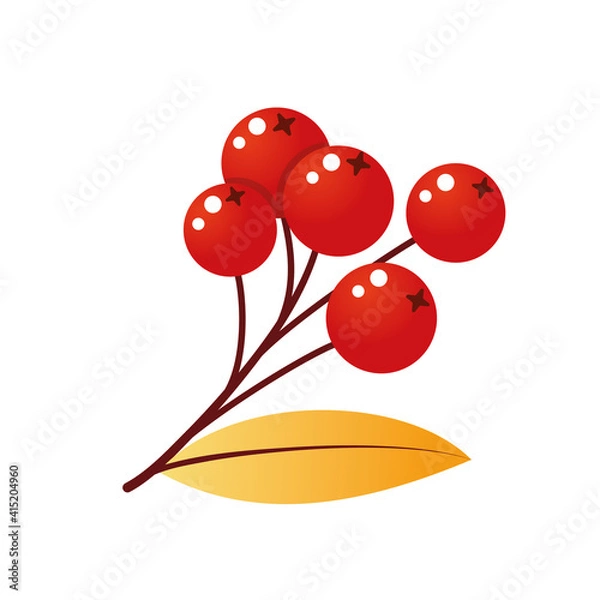 Obraz Rowan tree branch with leaves and berries. Vector illustration isolated on a white background. Mountain ash autumn design. Gradient fill. Bunch of mountain ash