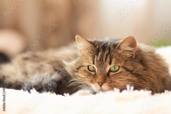 Obraz young fluffy ginger Siberian cat lying on bed resting and watch, concept lovely pets