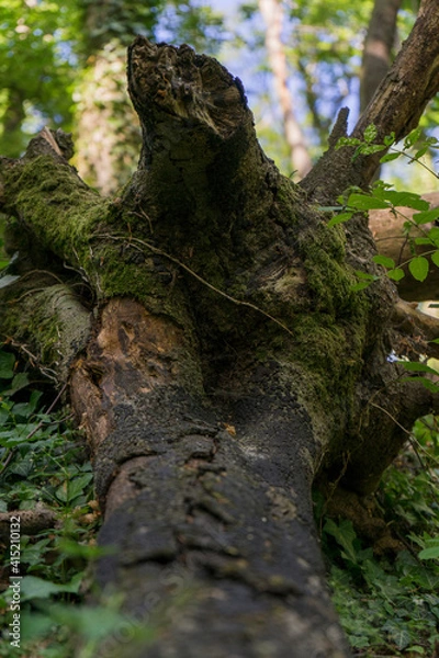 Obraz Umgeknickter Baumstamm