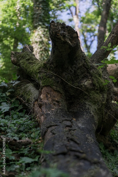 Obraz Umgeknickter Baumstamm