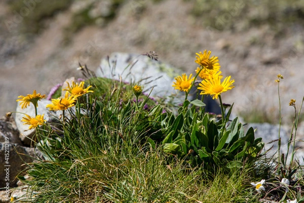 Fototapeta closeup of mountain flowers and weeds with bokeh