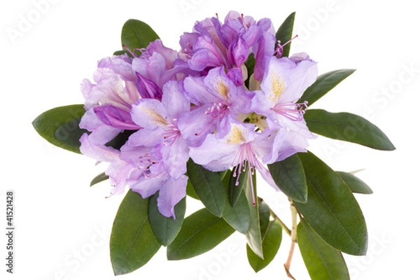 Obraz Różowy rododendron, azalia