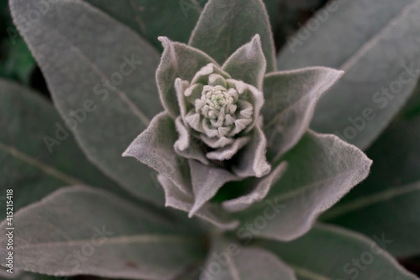 Fototapeta Aufgehende Blüte