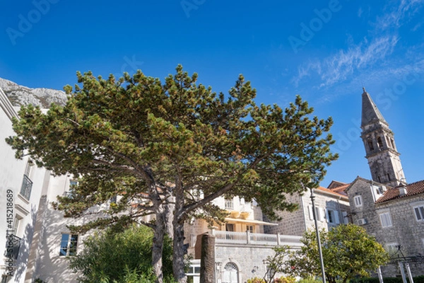 Fototapeta The guiet corner of old Perast, View with pine tree and lemon tree.