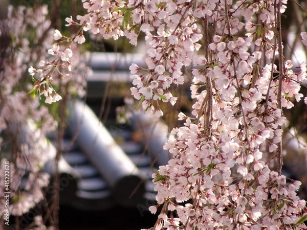 Obraz 京都のお寺と桜