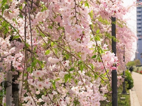 Obraz 葉桜と共に