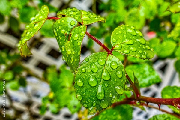 Fototapeta Waterdrops