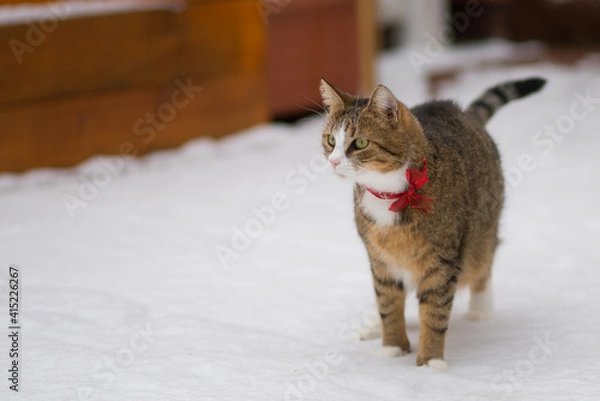 Fototapeta Geschenk im Schnee