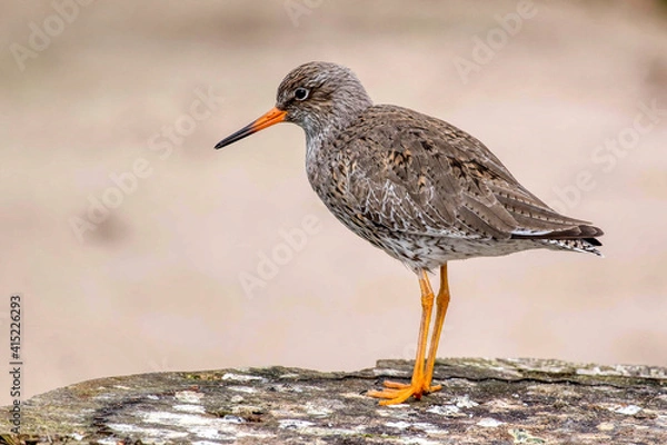 Fototapeta Der Schöne Vogel