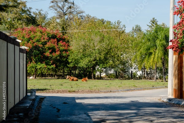 Obraz Cows chilling under the sun