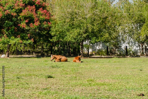 Obraz Vacas recostadas tomando el sol