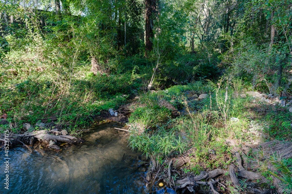 Obraz Río en el bosque