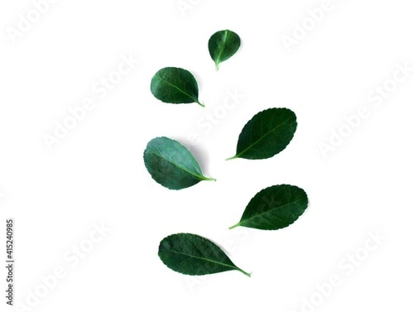 Obraz Green fresh leaves isolated on white background.