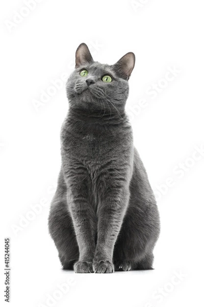 Fototapeta A beautiful happy gray cat sits and looks to the side. The background is isolated. Russian blue breed.