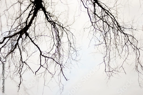 Obraz branches silhouette