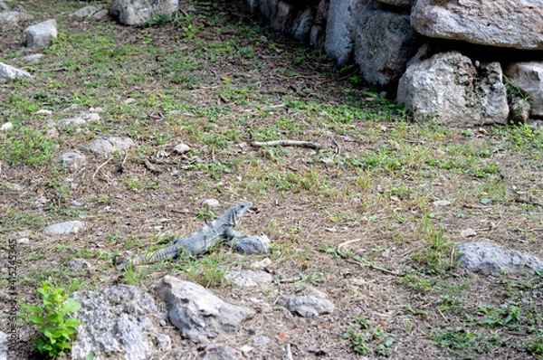 Obraz Iguana on rocks and grass