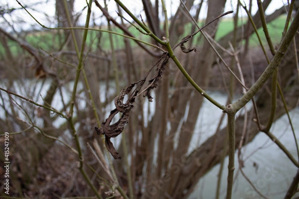 Fototapeta einsames Blatt im Winter