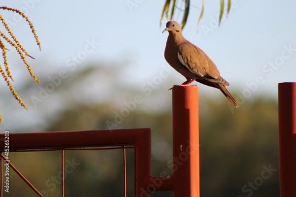Obraz bird on a branch