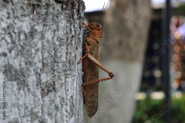 Obraz bug in the tree