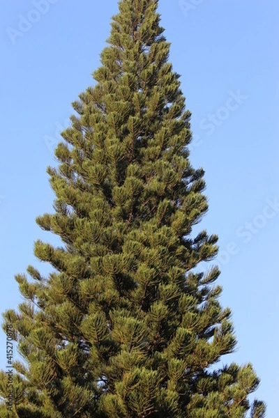 Obraz pine tree on sky