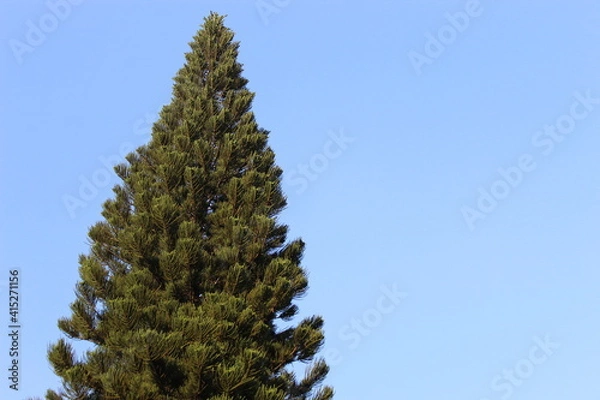 Obraz pine branches against sky