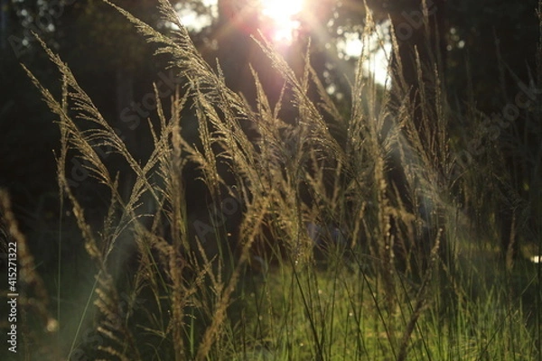 Obraz grass and sun