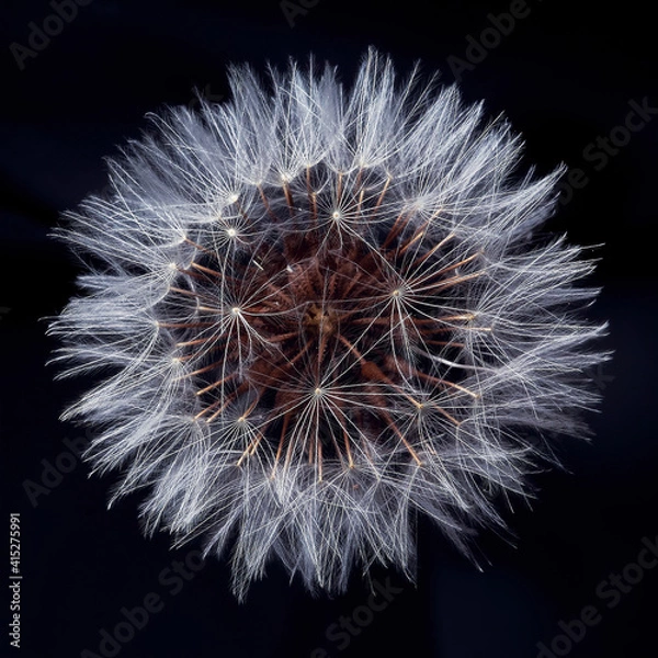 Obraz Diente de León