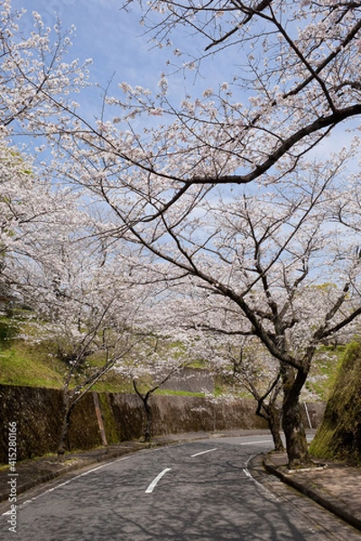 Fototapeta 国分城山公園の桜並木	