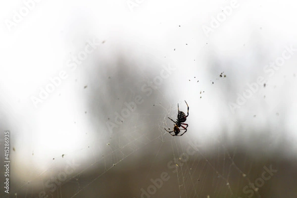 Fototapeta spider on the web
