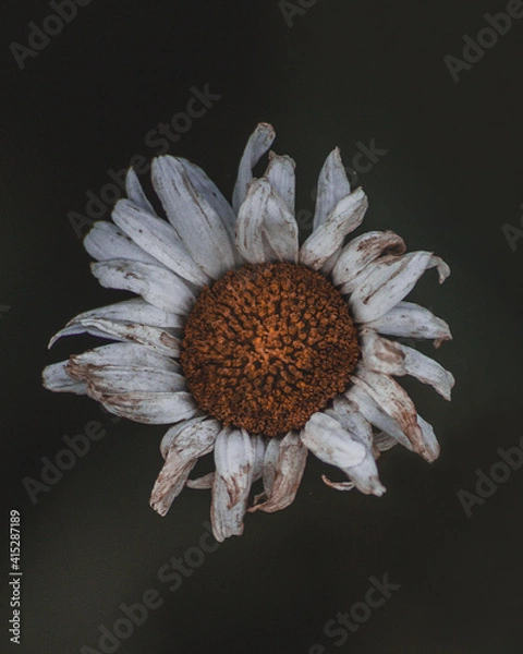 Obraz flower on black