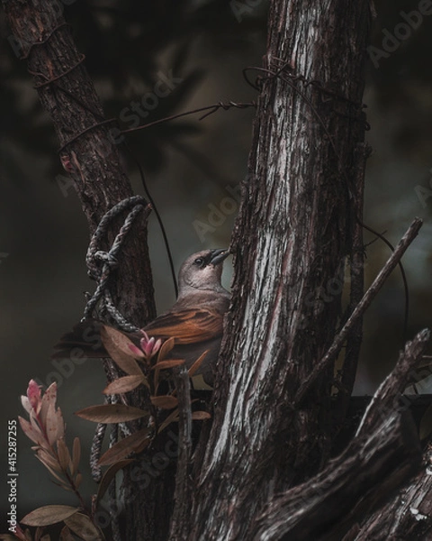 Obraz bird capture nature