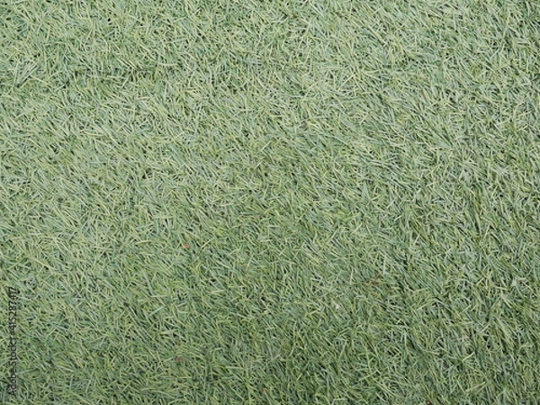 Obraz artifical turf texture background.