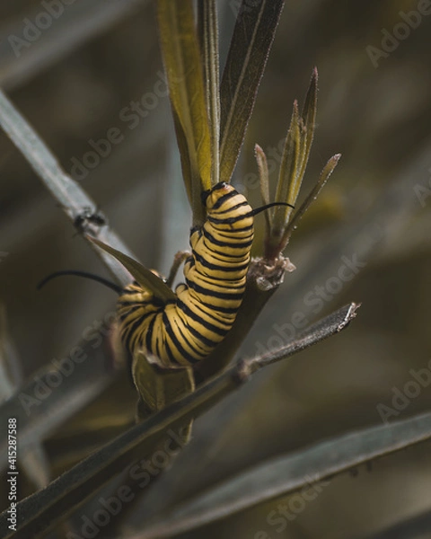 Fototapeta macro of a caterpillar