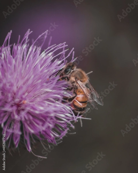 Obraz fly on thistle