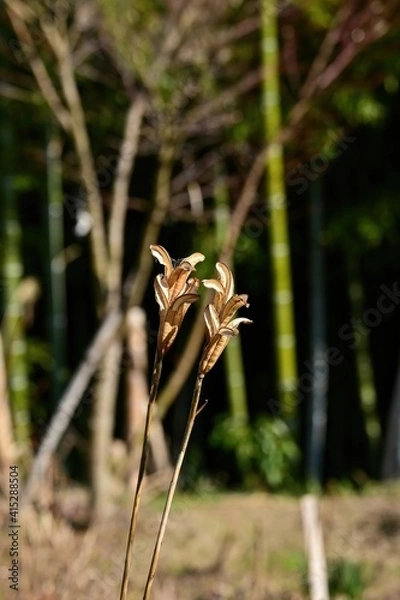 Obraz 冬の日差しを浴びて輝くテッポウユリの種の散った後の様子