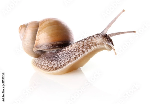 Obraz garden snail (Helix aspersa)