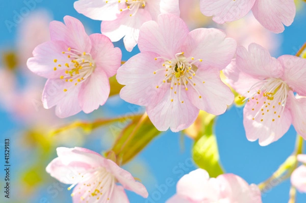 Fototapeta Cherry Bloom