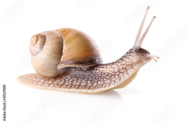 Obraz garden snail (Helix aspersa)