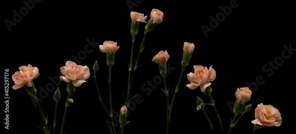 Obraz Gentle pink carnations isolated on black background, set