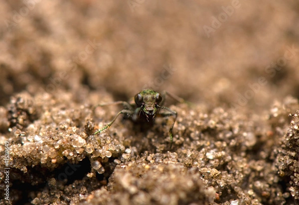 Fototapeta Elaphrus aureus