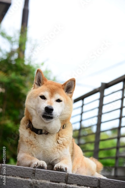 Obraz 伏せでまったりする柴犬