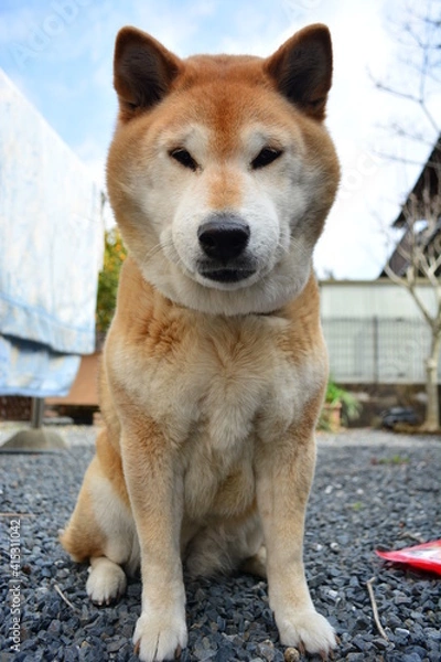 Obraz お座りして待つ柴犬