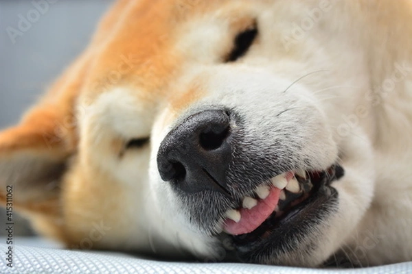 Obraz 舌を出してまったりと寝そべる柴犬